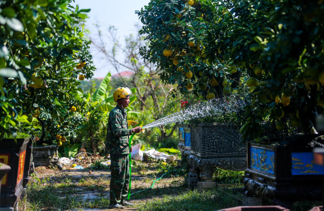 Mỗi năm những nhà vườn ở Thị trấn Văn Giang lại chuẩn bị những cây đẹp nhất để chào mời khách. Thông thường những cây đẹp nhất sẽ được xếp ngay sát mép đường quốc lộ để ai đi qua cũng có thể nhìn thấy. Mùa Tết năm nay, cây bưởi cổ thụ đắt nhất vườn của ông Chính có giá lên đến 150 triệu đồng