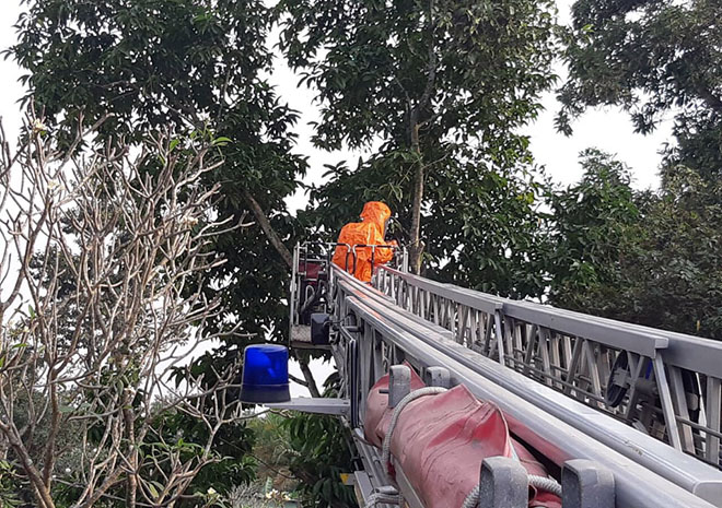 &nbsp;Lực lượng chức năng có mặt xử lý tổ ong vò vẽ trên đường 11, phường Long Bình, TP Thủ Đức