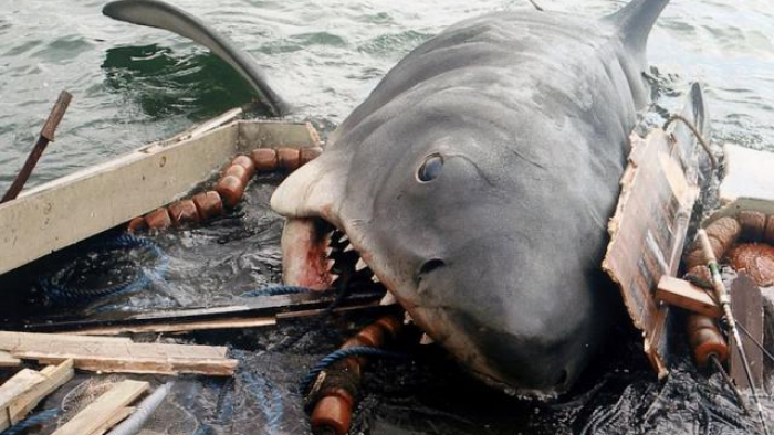 Cá mập hổ nôn ra cánh tay người và vụ án ly kỳ, chấn động nước Úc