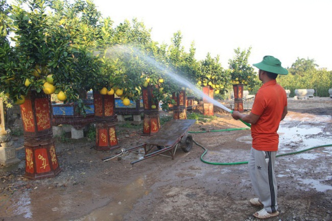 Do ảnh hưởng dịch bệnh, nhiều loại cây cảnh chưng Tết được các nhà vườn chủ động giảm giá