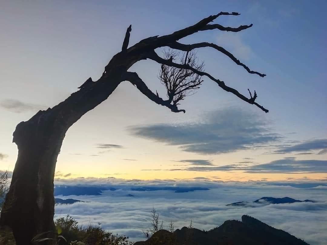Cây “phong ba” biểu tượng du lịch trên đỉnh núi Lảo Thẩn đã bị chặt hạ. Ảnh FB Laocaionline