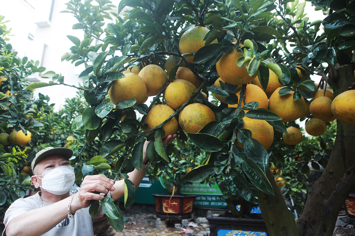 Được biết, những gốc bưởi mà ông Thắng trồng làm cảnh đều là giống bưởi Diễn, bởi chỉ có loại bưởi này mới để được đến qua Tết. Sau khi đốn về, bưởi được nuôi trồng dưới đất một vài năm cho thuần cây rồi mới đưa lên chậu.