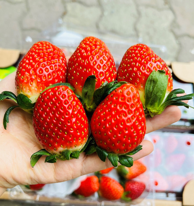 Dâu tây Hàn Quốc nổi bật với màu đỏ tươi, căng mọng, mùi thơm tự nhiên
