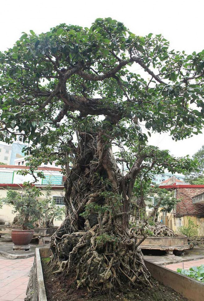 Cây có khoảng gần 100 tán vẫn đang trong quá trình hoàn thiện. Ảnh: Dân Việt.