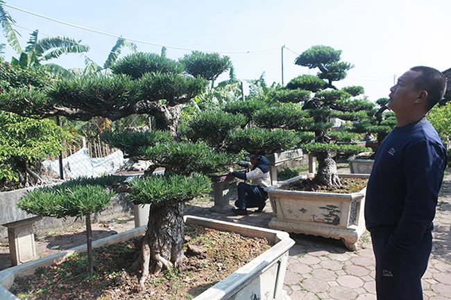 Tại Việt Nam, cây tùng cổ dáng bonsai tán rộng, có tuổi thọ hàng trăm năm này cũng được xếp vào loại “siêu cây cảnh” và được các chuyên gia định giá hàng triệu đô.
