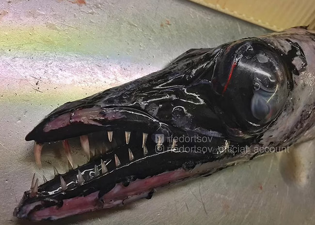 12. Sinh vật đen tuyền này thuộc họ cá kiếm, có bộ răng rất ấn tượng. Đây là loài săn mồi sống dưới biển sâu cả nghìn mét.
