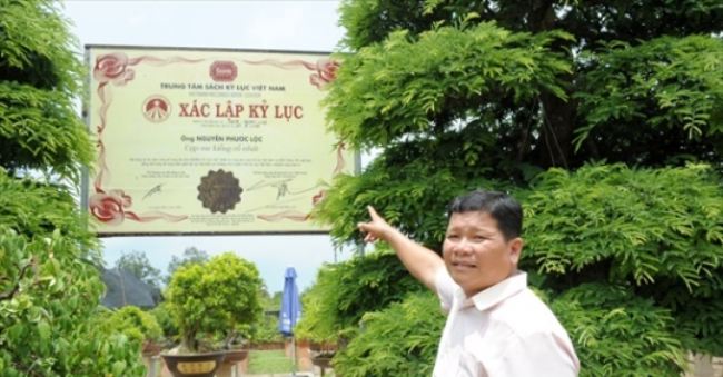 Danh sách siêu cây trăm tuổi đắt đỏ còn có cặp me kiểng cổ nhất được sở hữu bởi ông Nguyễn Phước Lộc ở Đồng Tháp.
