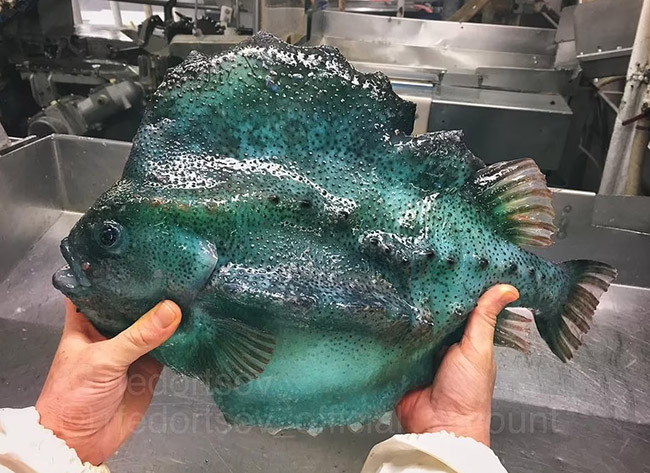 14. Con cá có màu xanh lục bảo này rất hiếm gặp, sinh sống ở phía bắc nước Nga.
