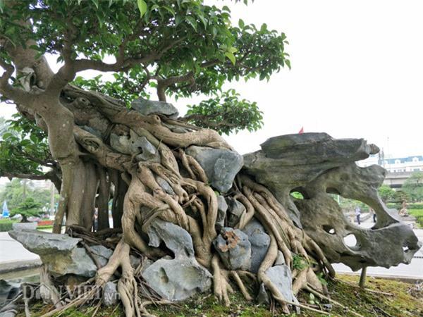 Cây sanh cổ này bông tán tự nhiên, thân cây uyển chuyển, đặc biệt bộ rễ ôm trọn phiến đá tạo điểm nhấn đặc biệt cho cây. Ảnh: Dân Việt.