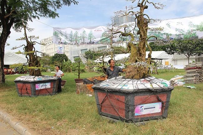 Bên cạnh cây sanh phu thê, một cây khế 300 tuổi ở Tây Ninh cũng từng “gây sốt” trong giới cây kiểng nhờ kích cỡ “khủng” cùng thế cây tuyệt đẹp. Siêu cây này thuộc sở hữu của nghệ nhân Ba Hùng.
