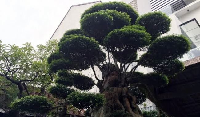  Nhắc tới siêu cây trăm tuổi đắt đỏ thì không thể bỏ qua cây mai chiếu thủy của anh Lê Hoàn Tấn Phát ở Huế. Siêu cây này có độ rộng của tán lá lên tới gần 3m, chiều cao lên tới 3,5m tạo cảm giác bề thế, choáng ngợp cho người xem.
