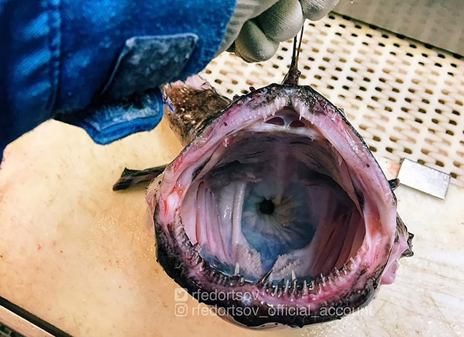 7. Hàm răng lởm chởm của một quái vật biển sâu được vớt lên, nhìn vào cổ họng nó như một hố sâu không đáy.
