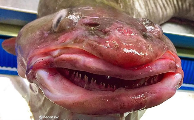 9. Con cá này giống như đang mỉm cười khi lộ ra hàm răng lởm chởm. Nó là một trong số những sinh vật biển kỳ dị nhất ngư dân từng bắt gặp. Các chuyên gia cho rằng, loài cá pike này có thể sống tới 25 năm.
