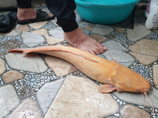 Con cá trê nặng 3,5kg