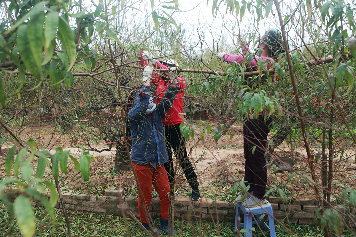 Tuy nhiên, công việc tuốt lá đào đòi hỏi người làm phải có kinh nghiệm vì cần phải bảo vệ mầm hoa ở trong nách lá. Chia sẻ thêm về cách vặt lá đào sao cho đúng, chị Hằng nói. "Nên bứt từng lá, không được dùng 1 tay tuốt thẳng từ ngọn xuống, nếu làm như vậy sẽ tổn thương đến nụ hoa"