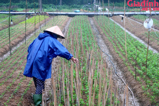 Để kịp thời vụ, người trồng hoa phải theo dõi thời tiết thường xuyên, chuẩn bị đất tốt, lên luống từ rất sớm. Do mưa lạnh kéo dài thời gian qua nên công việc trồng và chăm sóc hoa của người dân khá vất vả.