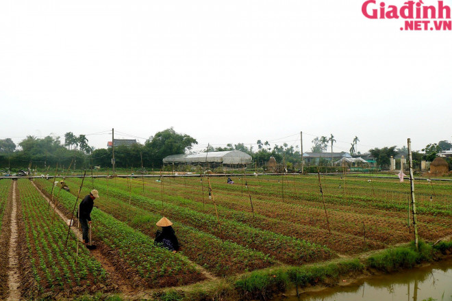 Không chỉ tại thôn Thanh Vinh, tại cánh đồng hoa ở thôn Tiên Nộn (xã Phú Mậu), người nông dân cũng đang tất bật ra đồng chăm sóc cho vụ hoa Tết Nguyên đán.