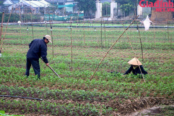 Dự kiến, khoảng từ ngày 23-27 tháng 12 âm lịch, người dân xã Phú Mậu sẽ bắt đầu thu hoạch, đưa hoa ra thị trường. Họ cũng bày tỏ sự lo lắng cho đầu ra của hoa năm nay khi mà dịch bệnh COVID-19 trên địa bàn tỉnh Thừa Thiên Huế đang còn diễn biến phức tạp.