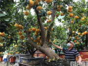 Thị trường - Tiêu dùng - Bưởi cảnh cổ thụ giá 50 triệu đồng xuống phố chờ đại gia &quot;đón&quot; về chơi Tết