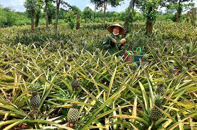 Hơn chục năm nay, dứa đã trở thành cây trồng chủ đạo giúp người dân địa phương không chỉ xóa đói giảm nghèo mà còn vươn lên làm giàu thành công.
