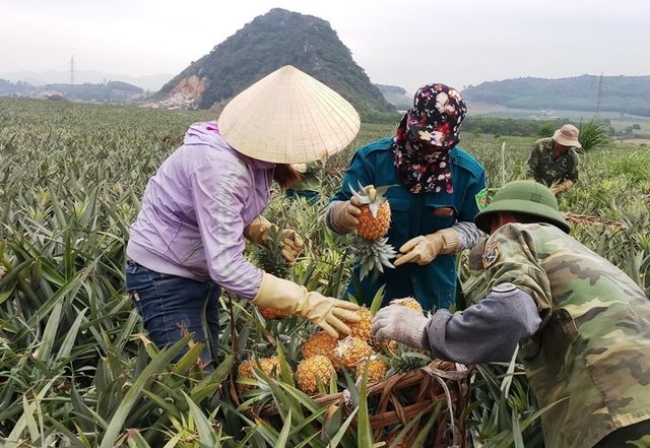 Với giá bán dứa năm 2019 khoảng 5.000 đồng/kg, ước tính mỗi người dân ở Tam Điệp có thể thu về trung bình 150 triệu đồng/ha/vụ.
