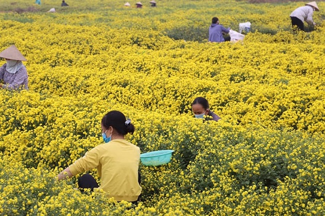 Loại hoa “tiến vua” có giá nửa triệu đồng/kg, dân thi nhau ra đồng hái mang về bán - 2