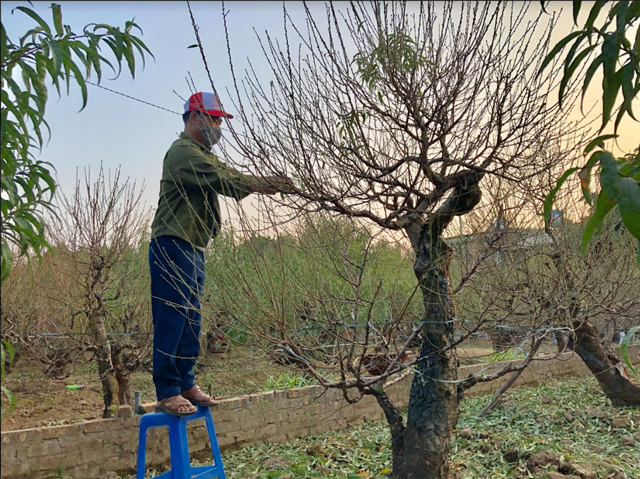 Có những cây đào cao, người tuốt lá phải dùng ghế.