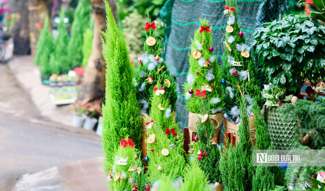 Trên trục đường Hoàng Hoa Thám, Bưởi...những chậu tùng thơm đủ kích thước được bày bán tại đây có mức giá "mềm" hơn từ 150.000 đến 500.000 đồng/cây.