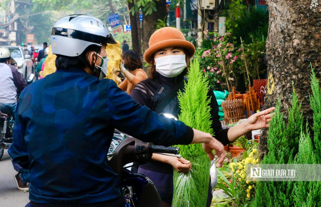 Rất nhiều người dân tìm mua cây về để trang trí cho không gian cửa hàng, công ty hoặc gia đình chuẩn bị cho một mùa lễ Giáng sinh sắp đến. Theo tiểu thương cho biết, so với cùng thời điểm năm ngoái thì sức mua năm nay cũng tăng khoảng 50%.