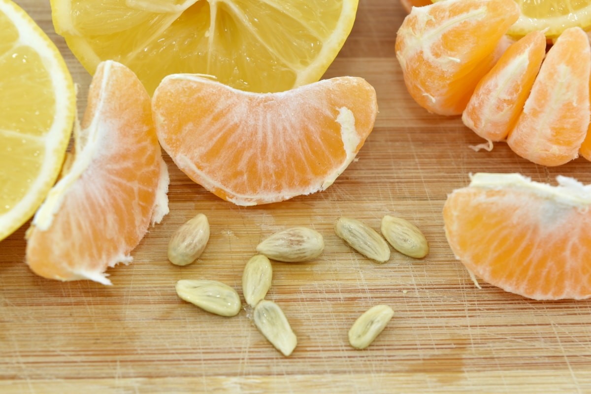 Hạt cam quýt là một “báu vật”, ăn xong đừng vội vứt bỏ - 1