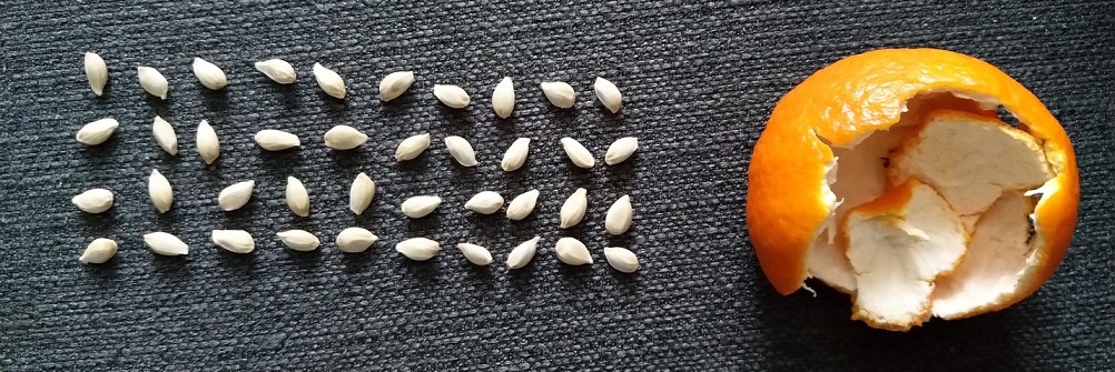 Hạt cam quýt là một “báu vật”, ăn xong đừng vội vứt bỏ - 2