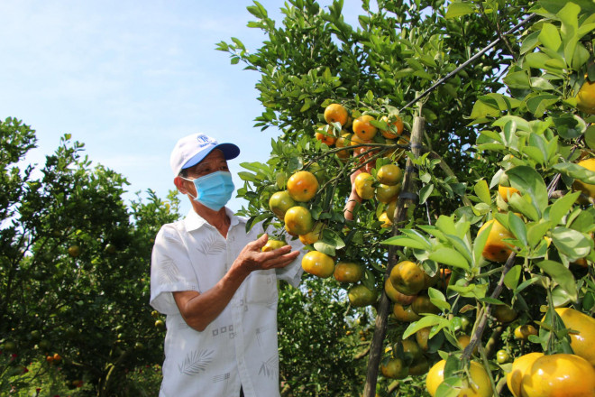 Nông dân tập trung chăm sóc quýt hồng cho vụ Tết Nguyên đán 2022