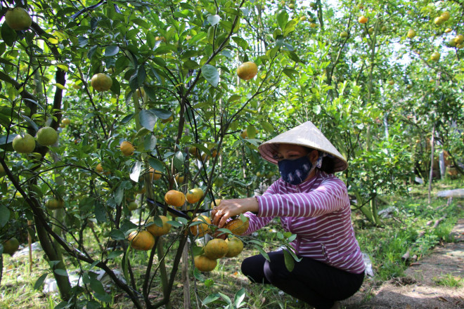 Vụ quýt Tết năm nay các mô hình ứng phó với hiện tượng vàng lá thối rễ, chết xanh trên cây có múi đã mang lại hiệu quả cho nông dân