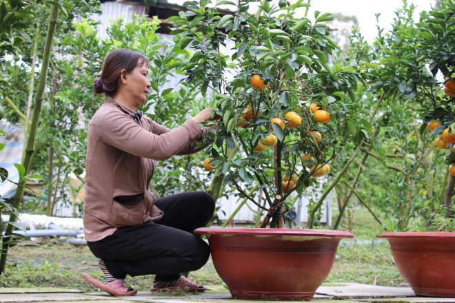 Do ảnh hưởng dịch Covid-19 nên nông dân trồng quýt lên chậu tập trung giới thiệu sản phẩm trên mạng xã hội