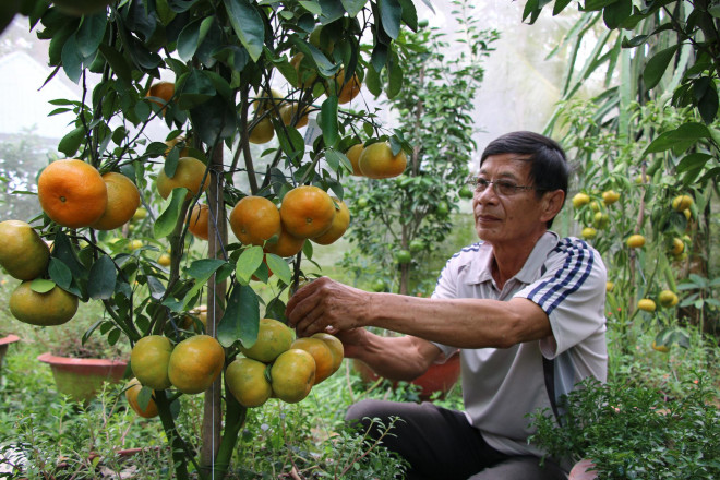 Cũng là mặt hàng được ưa chuộng dịp Tết Nguyên đán, quýt hồng lên chậu đang được nông dân tập trung các khâu chăm sóc để ra trái đúng theo yêu cầu