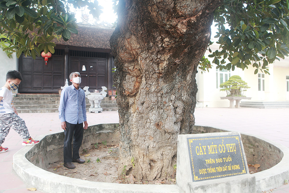 Ông Nguyễn Văn Hoà (69 tuổi) - Trưởng xóm Chợ cho biết, không biết cây mít có từ đời nào nhưng cây rất nhiều tuổi. Mới đây, Hội di sản có gắn biển “cây mít cổ thụ trên 500 tuổi” để chuẩn bị công nhận là cây di sản