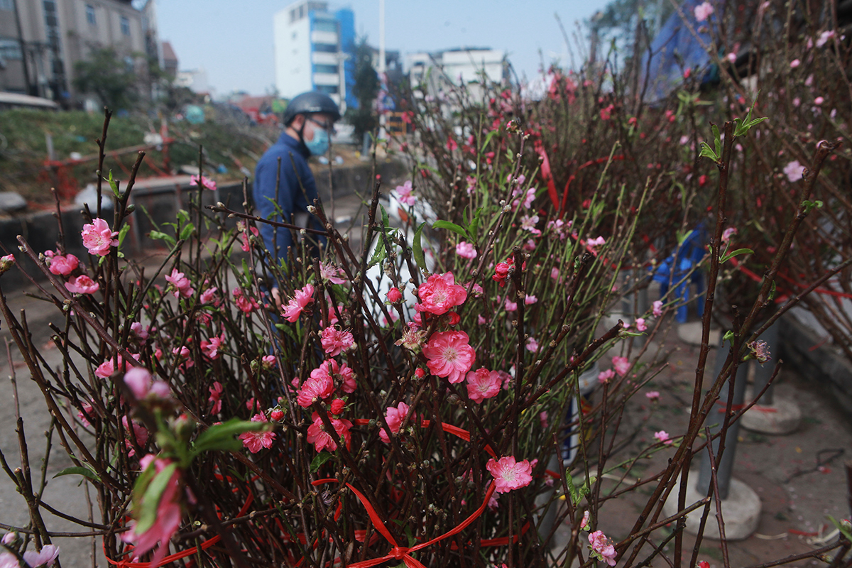 Tuy chưa đến đúng vụ, nhưng thời điểm này vẫn có đủ loại đào phai, đào bích, đào trắng, loại cánh đơn và cả cánh kép.