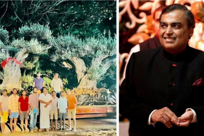 Tỷ phú Ấn Độ Mukesh Ambani và 2 cây ô liu được mua với giá 120.000 USD. Ảnh - SCMP