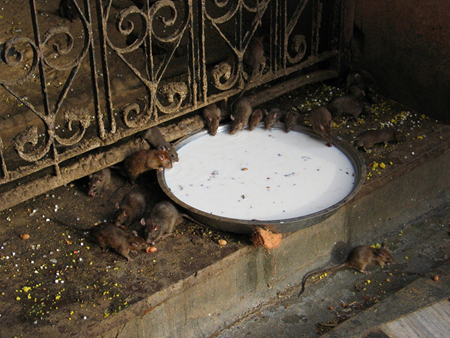 Đền Chuột Karni Mata, Ấn Độ: Nằm ở Deshnok, ngôi đền thờ nữ thần Karni được cho là nơi dành cho những người thân của nữ thần đã được tái sinh thành chuột. Những con chuột rất linh thiêng đối với người dân địa phương, và có lẽ vì được chăm sóc rất tốt nên chúng khá thân thiện.
