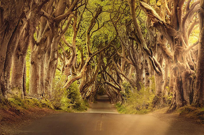 Dark Hedges, Stranocum, Bắc Ireland: Con đường hầm cây cối ngoằn ngoèo này có một sức hấp dẫn vô cùng lớn&nbsp;với du khách trên khắp thế giới. &nbsp;Đây cũng là một trong những địa điểm được chụp ảnh nhiều nhất ở Bắc Ireland.
