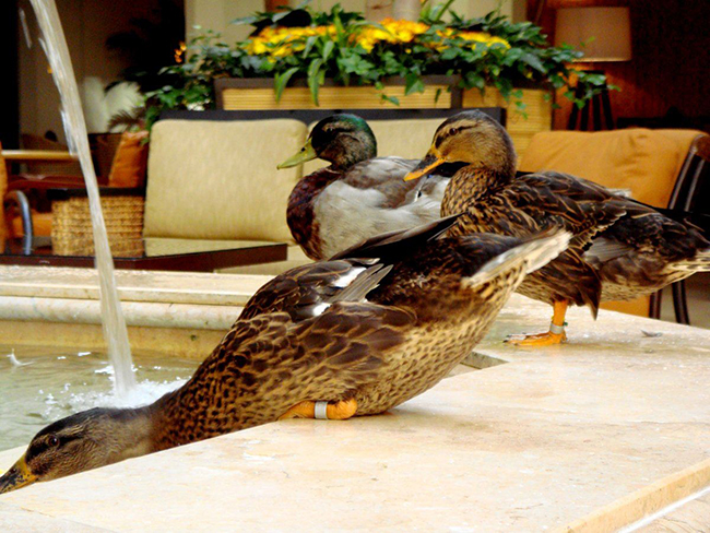 Memphis ’Duck Parade: Nằm ở trung tâm thành phố Memphis, khách sạn Peabody vẫn duy trì một truyền thống hàng thập kỷ. Mỗi buổi sáng, những con vịt Peabody nổi tiếng của khách sạn sẽ được thả vào thang máy, đi xuống sảnh đợi của khách sạn và diễu hành đến đài phun nước trước sự thích thú của mọi người.&nbsp;
