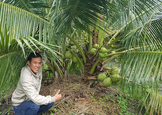 Anh Huỳnh Thanh Tâm (34 tuổi, thị trấn Châu Thành, huyện Châu Thành, tỉnh Bến Tre) mỗi năm đều cho ra đời hàng nghìn trái dừa được tạo hình, in chữ thư pháp độc lạ phục vụ nhu cầu chơi Tết của nhiều khách hàng.
