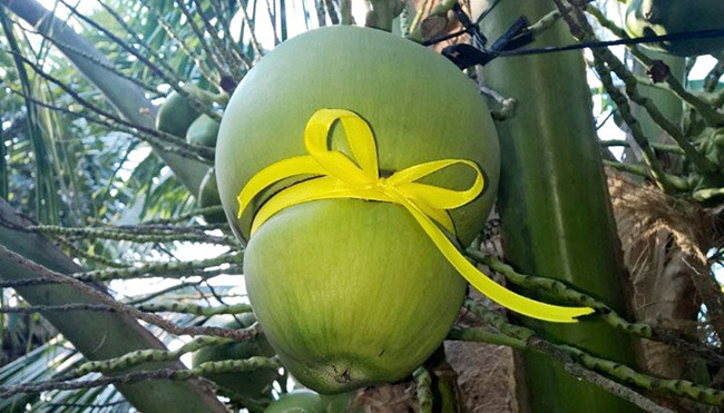 Theo khảo sát, trên thị trường, dừa in chữ thư pháp có giá 300.000-400.000 đồng/trái dừa tròn và 400.000-500.000 đồng/trái dừa hồ lô.
