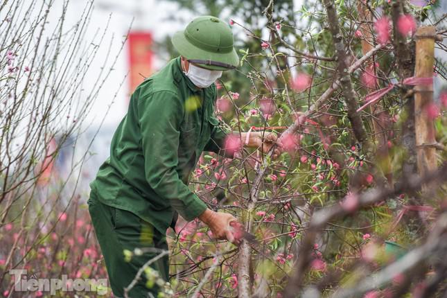 Những cành ra hoa sớm được người dân tuốt lá, kích cho cây ra hoa trước để phục vụ người chơi Noel và Tết Dương lịch, số lượng không nhiều.