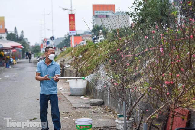 Cành to, nhiều nụ, nhiều hoa có giá cả triệu đồng.