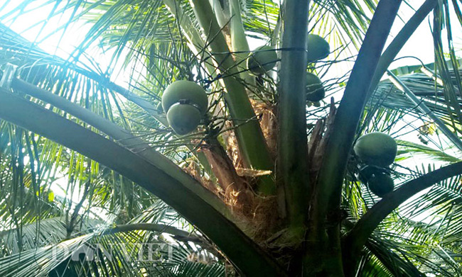 Anh Tâm cho biết cần 6 tháng để tạo ra một trái dừa tạo hình đạt yêu cầu, trong đó với dừa hồ lô tỷ lệ thành công đạt 30 -40%. Do số lượng có hạn nên các sản phẩm dừa tạo hình trong vườn hầu như đã được đặt từ trước.
