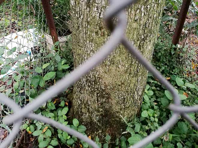 Cây sưa tổ được ông Bắc quây lưới B40 để bảo vệ khỏi sự nhòm ngó của kẻ xấu