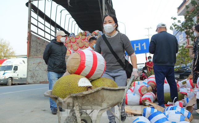 Những quả mít kích thước đẹp, to với trọng lượng lên tới hơn 10 kg chỉ có giá từ 60.000 đến 80.000 đồng/quả.