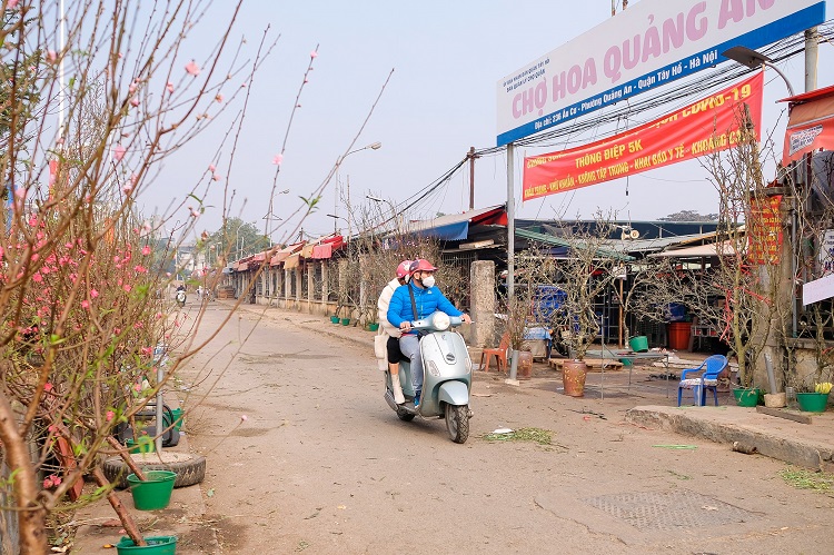 Theo ghi nhận của phóng viên tại chợ hoa Quảng An (Tây Hồ, Hà Nội) các loại đào cành, đào rừng, gốc đào thế được bày bán dọc cổng chợ.