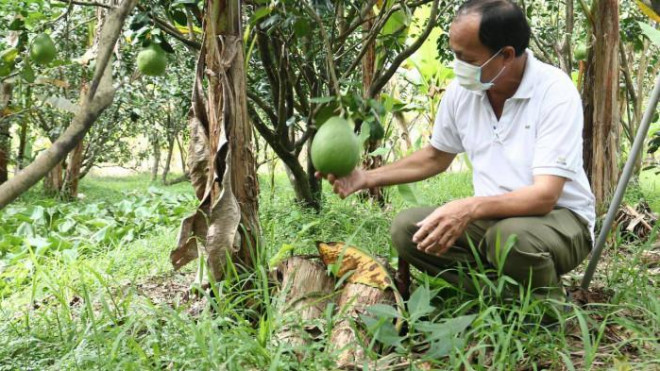 Ông Nguyễn Văn Tâm cho biết năm nay chuẩn bị khoảng 5 tấn bưởi trái phục vụ thị trường Tết.